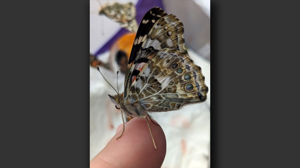 Schmetterling – gezüchtet und in die Freiheit entlassen; © Sabine Bergerhof-Mälzer